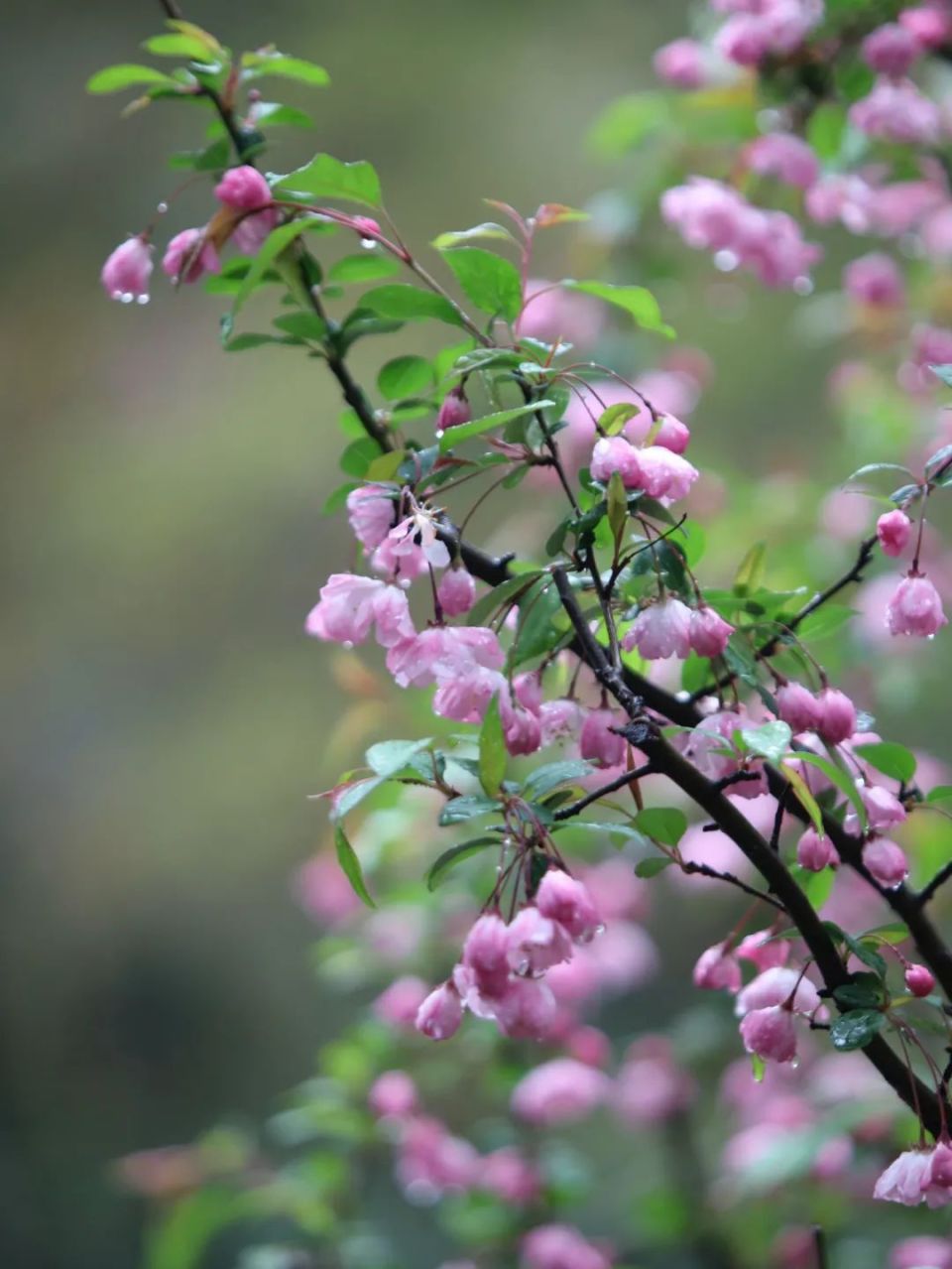 海棠樱花喷雪花这里满园春色关不住