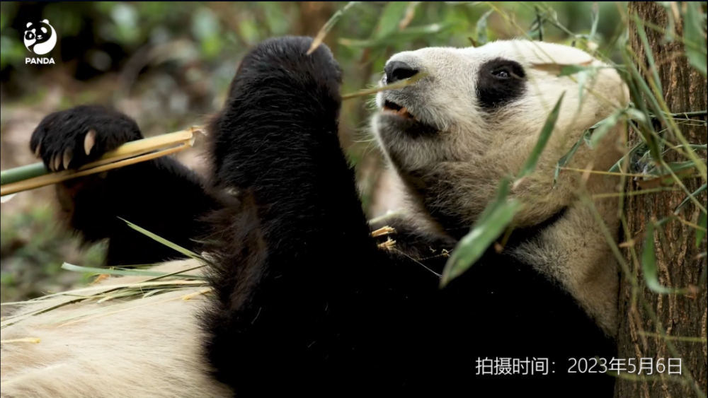 成都大熊猫繁育研究基地回应“香格患病”：处于发情期＋脱毛季