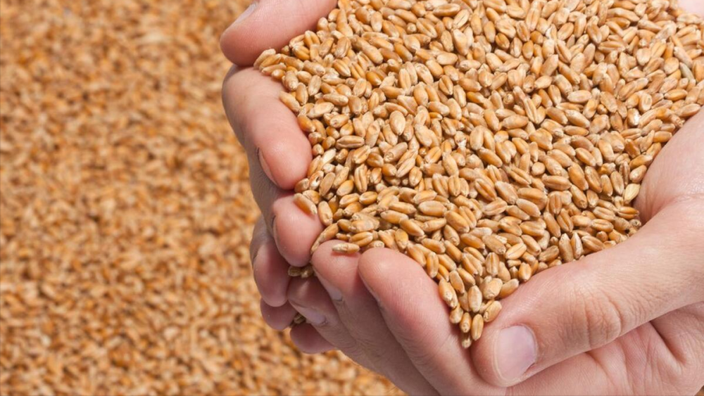 附:5月26日小麦价格