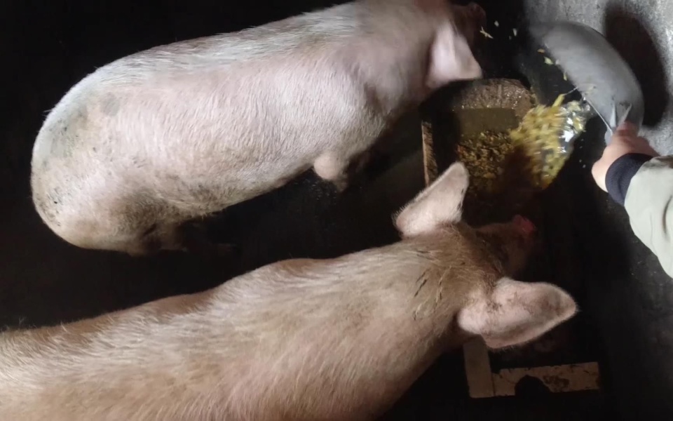 鸡鹅猪在主人的精心饲养中兴旺繁荣-环游号