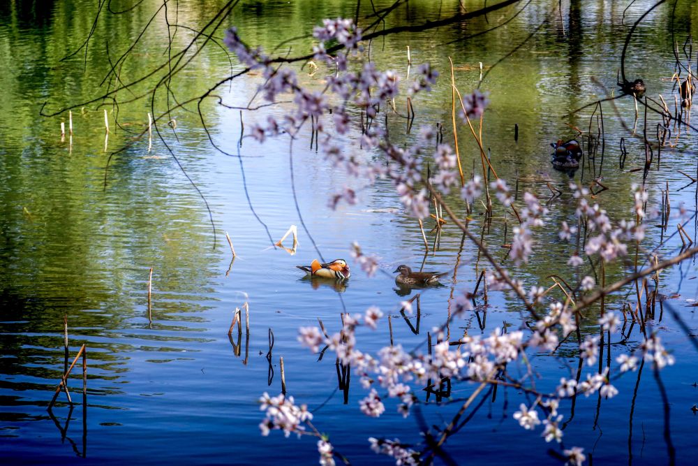 香山公园春季游园会邀您"上春山",推荐三条踏青赏景路线