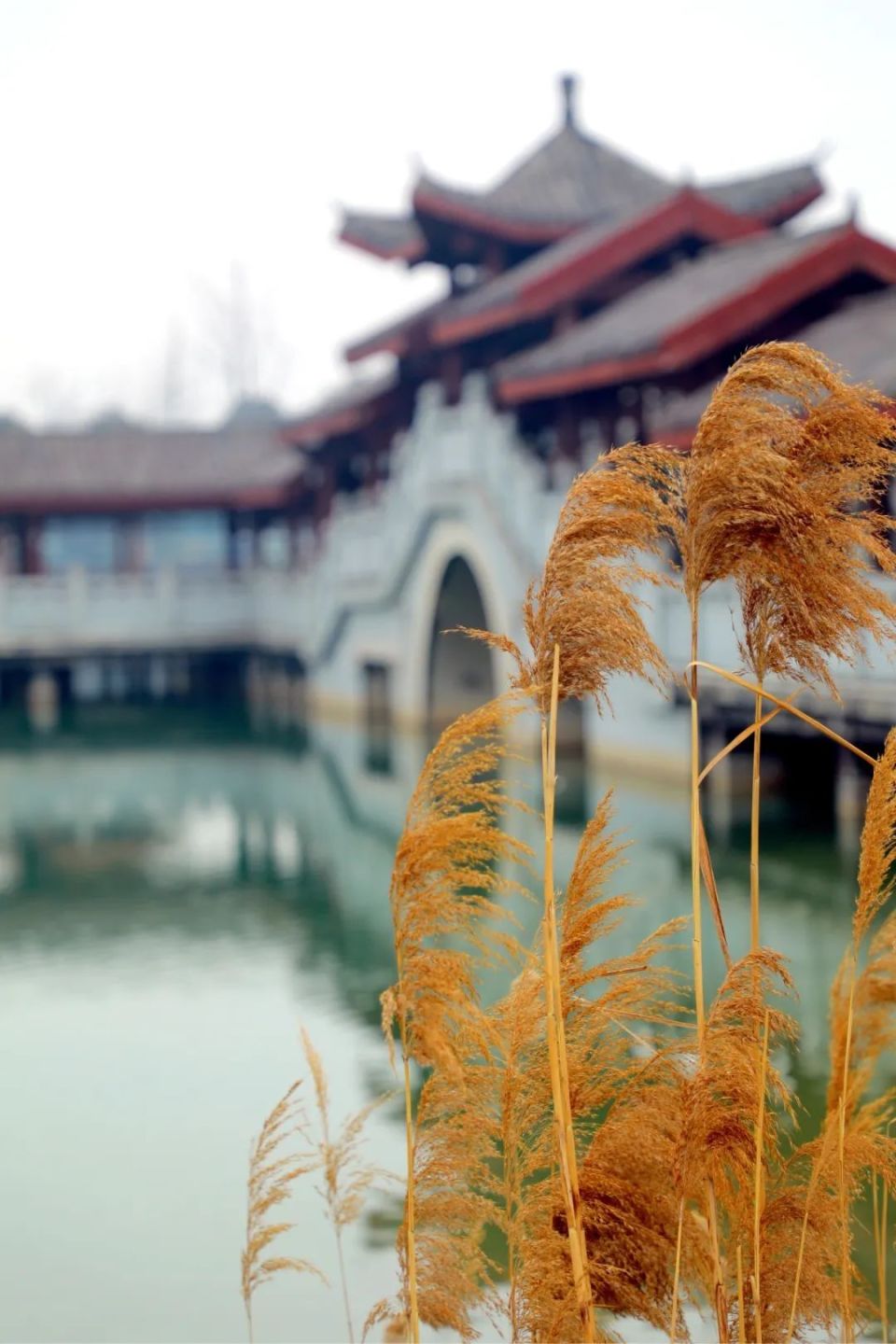 商丘市日月湖景区:邂逅冬日的缤纷