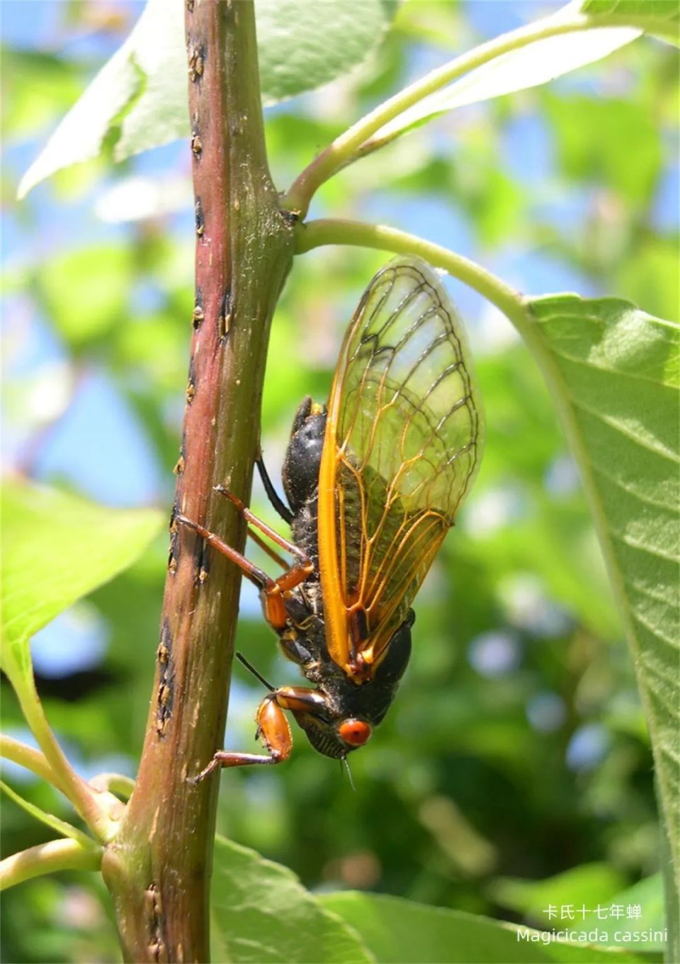 13年蝉∪17年蝉,数以亿计周期蝉在今夏相遇,但其实也没有那么罕见