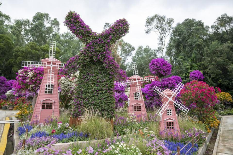 深圳簕杜鹃花展10日起举办