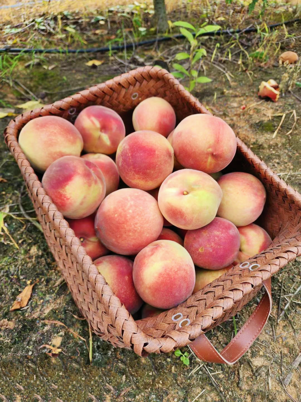 快冲芜湖第一颗秋彤桃熟了