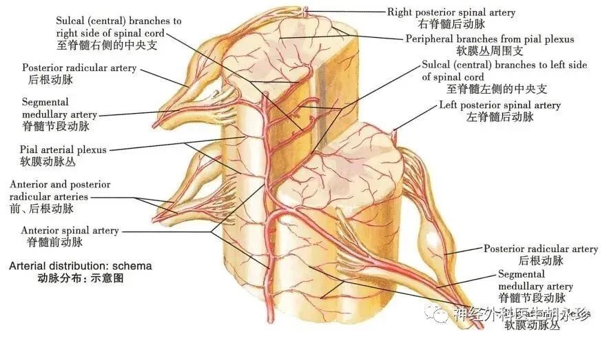腰三角解剖图片