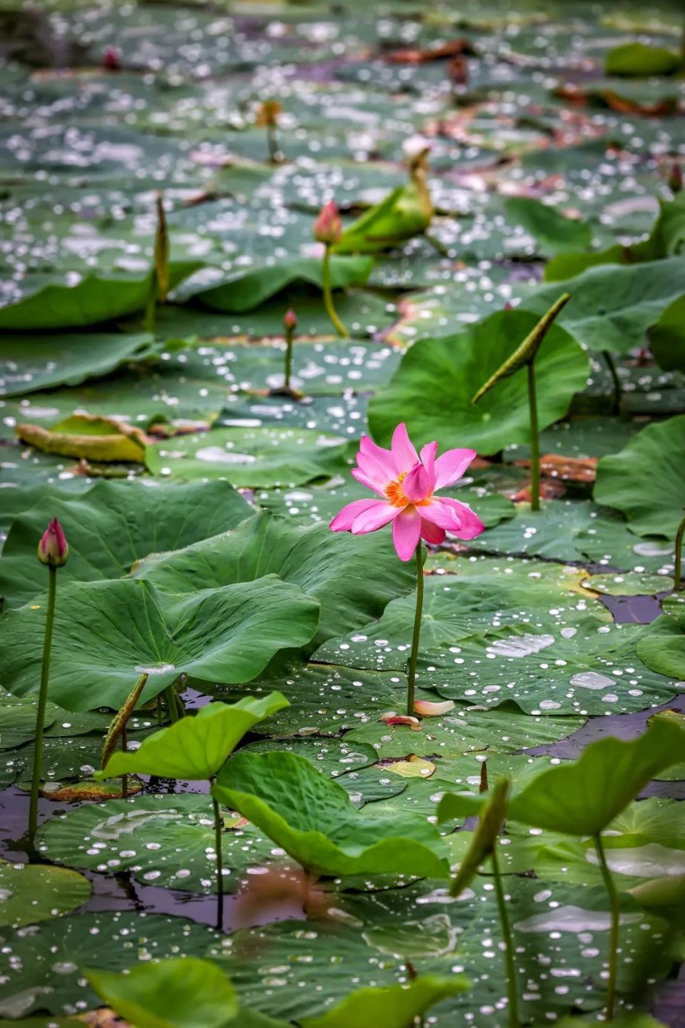 龙潭西湖"夏雨荷",凭美貌出圈!