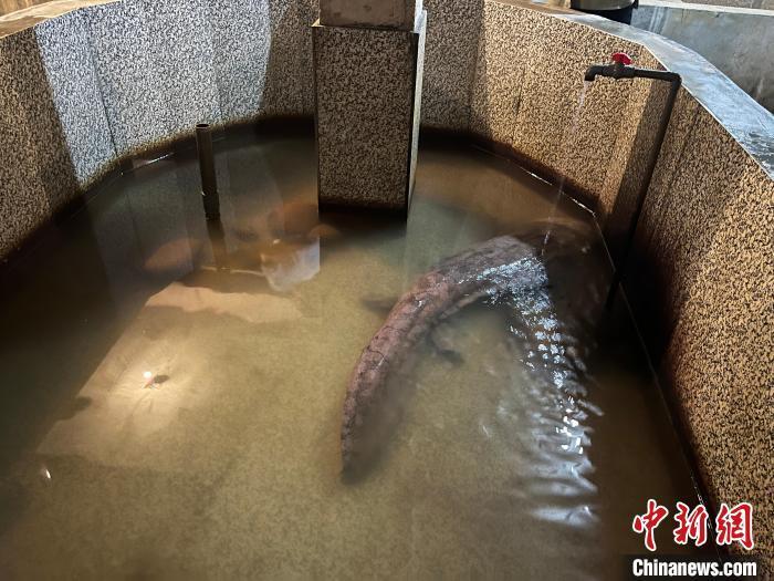 （高质量发展调研行）中国娃娃鱼之乡“护鲵记”：从难得一见到“鲵丁兴旺”_腾讯新闻