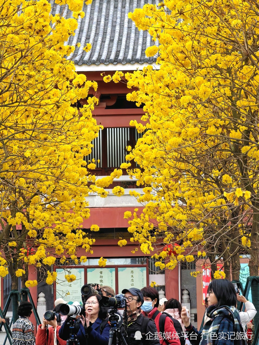 广州光孝寺姻缘树图片