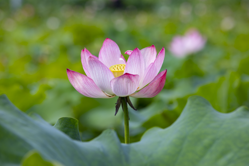 白粉,淡黄……各色荷花美丽绽放当微风轻拂湖面轻颤摇曳的荷花与荷叶