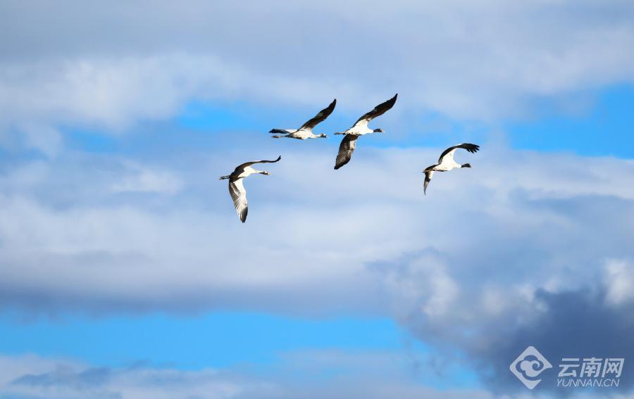 【高清组图】云南昭通:黑颈鹤群恋恋不舍起舞云端暂别大山包