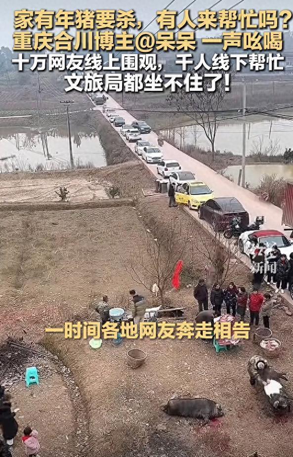 上千网友奔赴“按猪”,这锅刨猪汤炖出了网络邻里情_