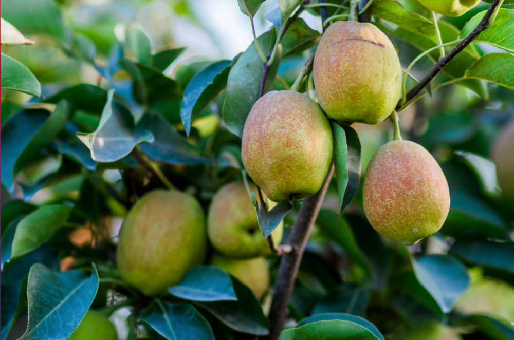"梨中皇后"新疆库尔勒香梨,脆爽多汁,嫩到带皮啃!