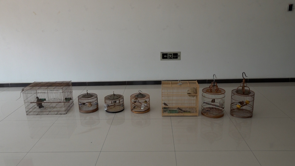 非法猎捕野生鸟类,通州两名嫌疑人被刑事拘留