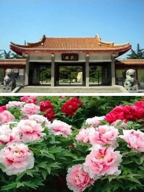 「作家新干线·散文」席腾华|游洛阳的国家牡丹园