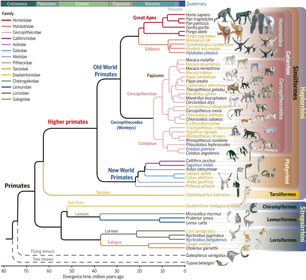 灵长类进化遗传领域取得突破_腾讯新闻