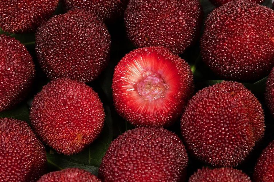 建议你吃点杨梅,理由都在这里了!