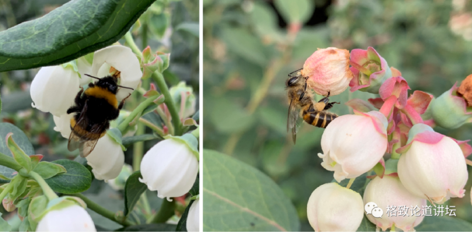 蓝莓种植户一年的收成,居然很大程度上取决于蜜蜂 | 姚军