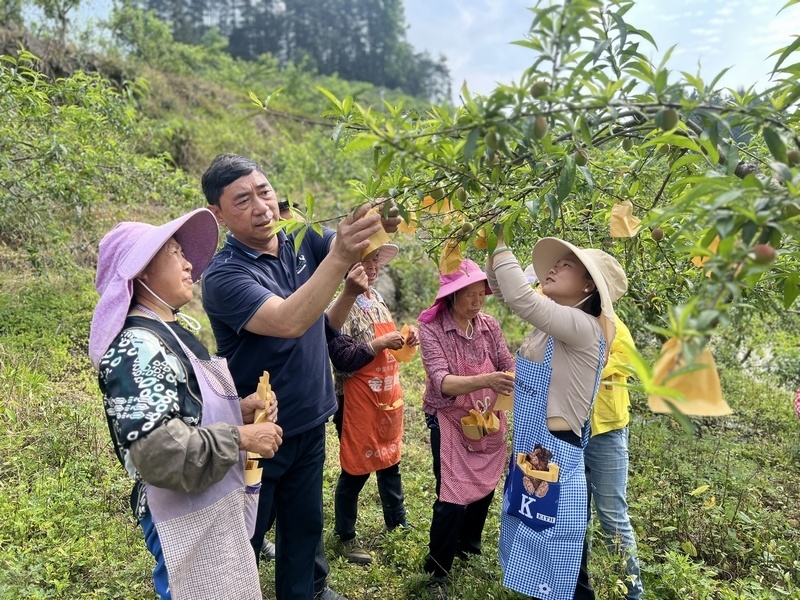 据悉,该示范园由中国五矿集团公司于2020年开始帮扶援建,占地3000余亩
