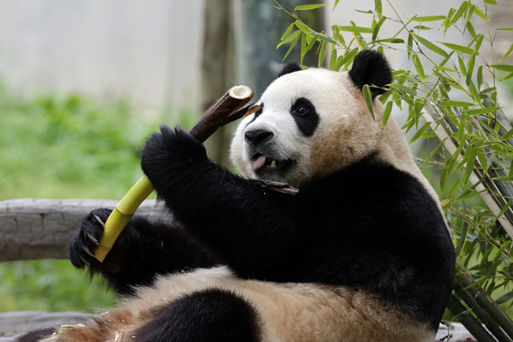 新华全媒 |旅韩归国大熊猫"福宝"12日公开亮相