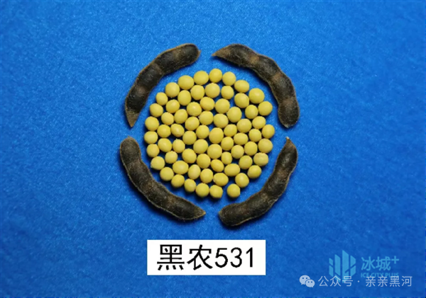 黑河46大豆品种简介图片