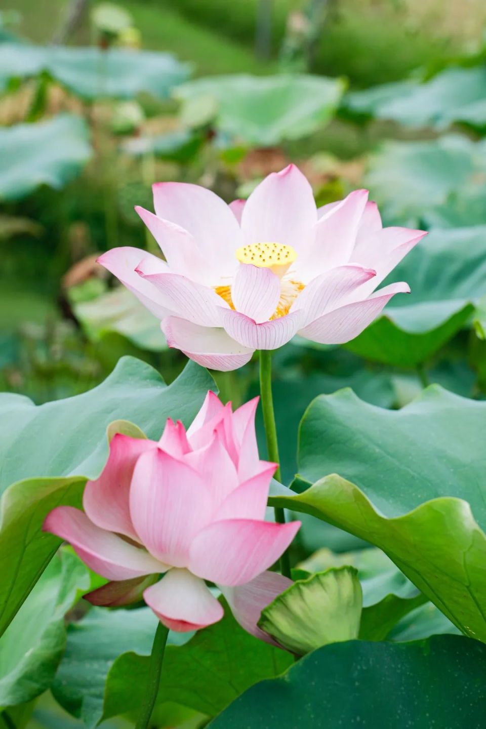 厦门的"夏雨荷",太出片啦!