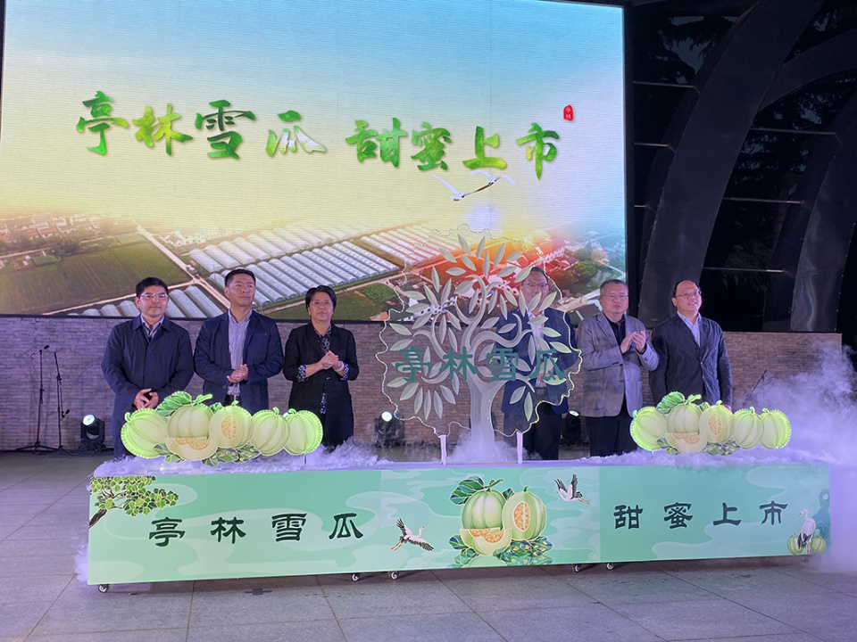 不再"一瓜难求",上海亭林雪瓜种植规模扩大至5倍将销往市区