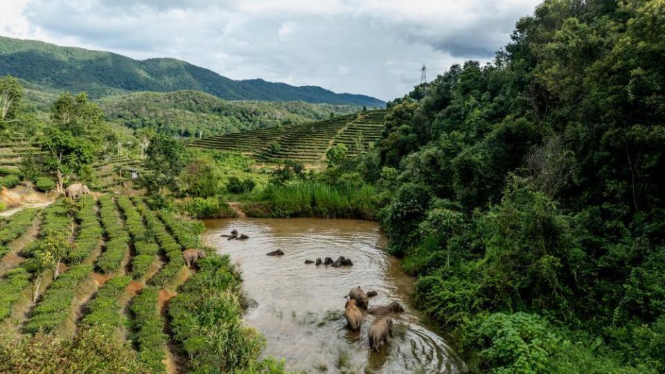 几头小象排队滑进水塘,有的在水里翻滚嬉戏,有的互相用鼻子勾着打闹.