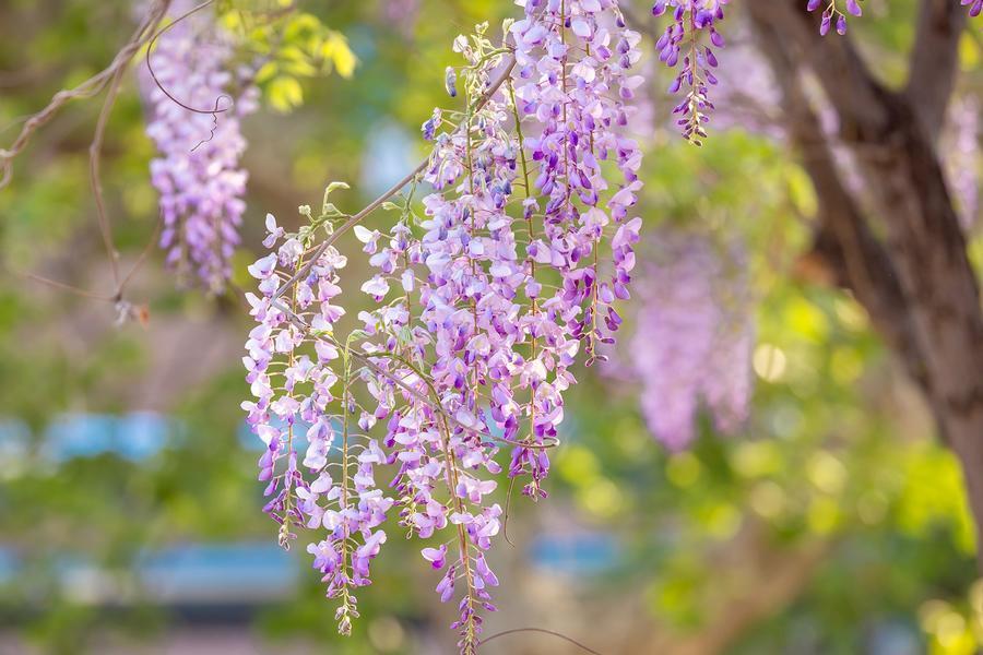 山东好景|四月紫藤花妙不可言