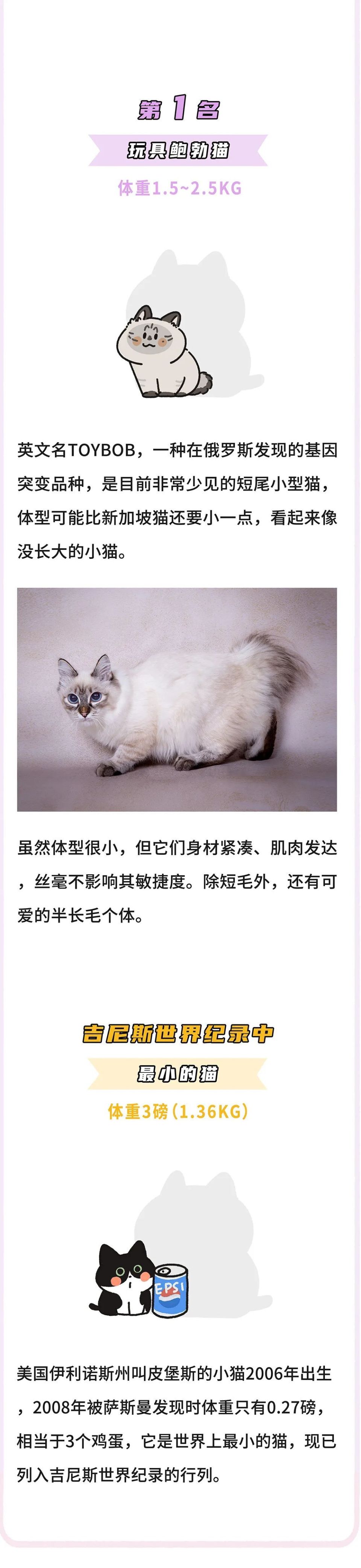 一张图get:体型最小的鼻噶小猫咪排行!