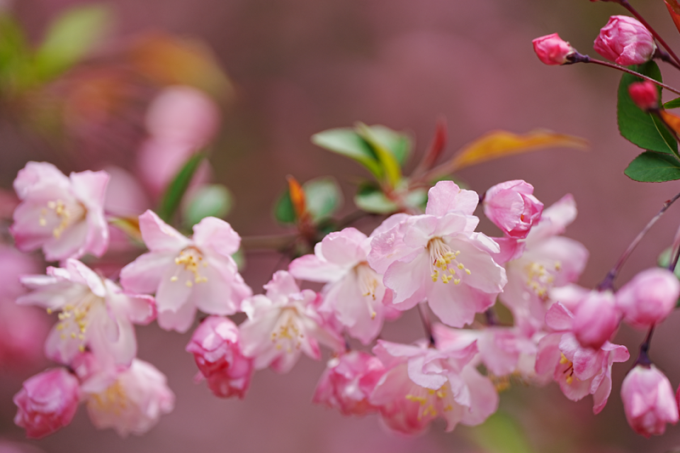 花儿的照片儿大全图片