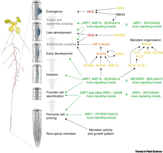 Trends in Plant Science特刊丨根系生物学和土壤健康：迈向可持续的未来_腾讯新闻