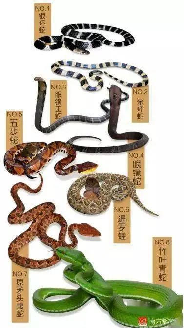 "蛇出没",这样做!