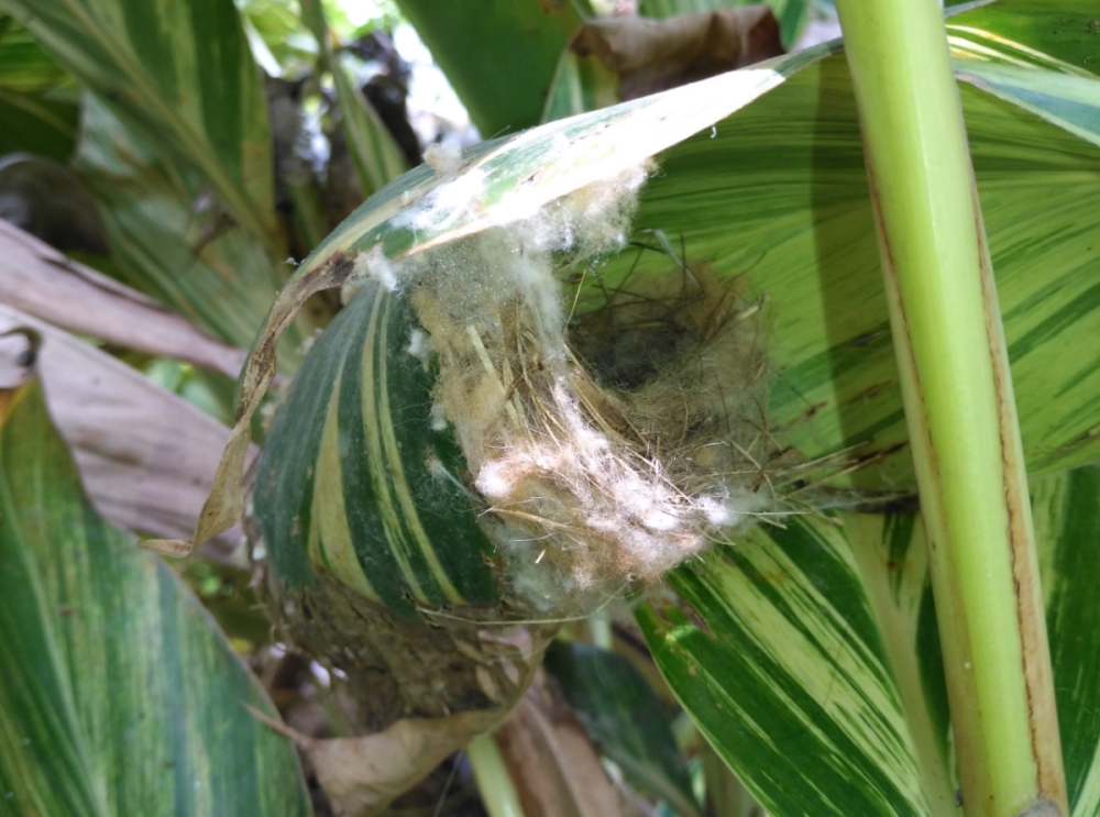 1片叶子筑成的巢(范宗骥 摄)长尾缝叶莺的鸟蛋缝叶莺的"君子之盟"长尾