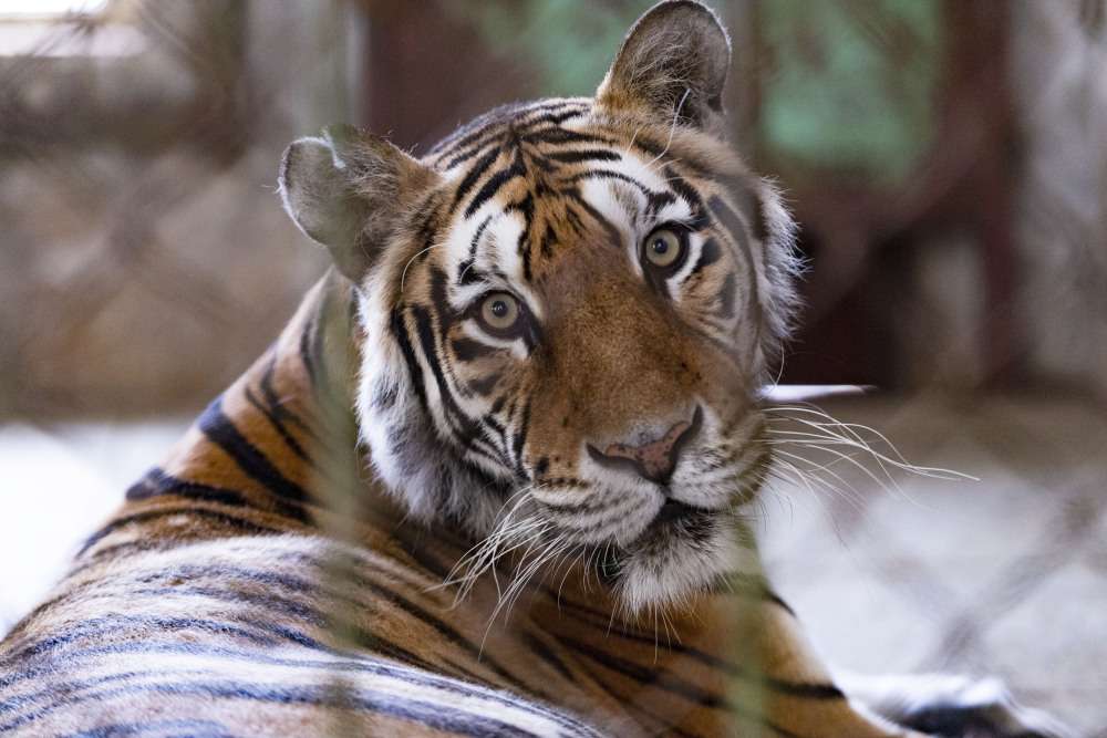 新华全媒黑龙江东北虎进入繁殖高峰期