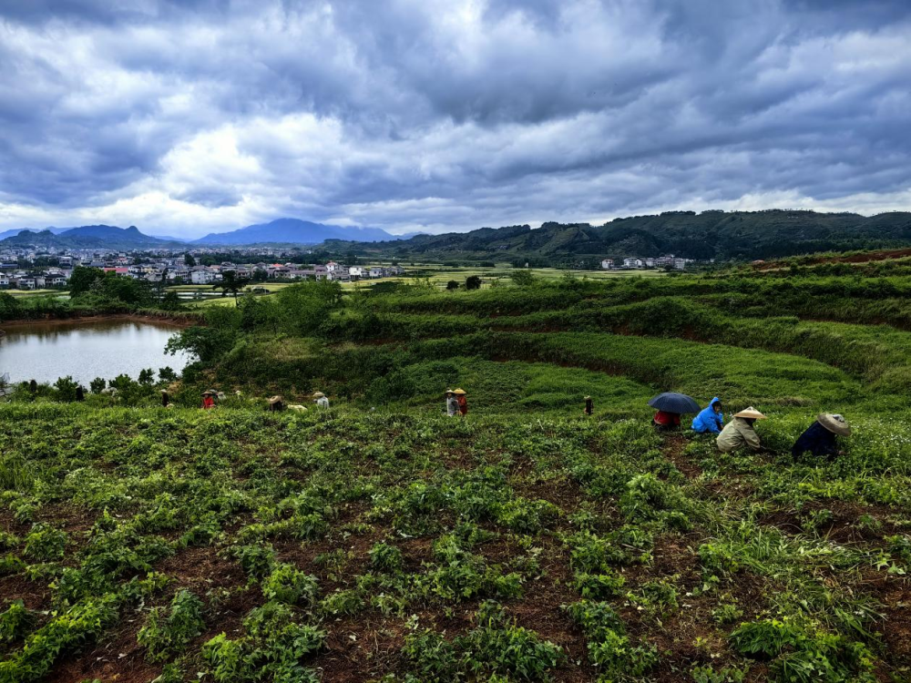 科技发展有限公司等企业围绕溆浦县中药材"一区一园一链"的发展思路