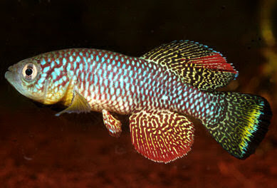 这种鱼有水只能活几个月,没水却能"活"好几年