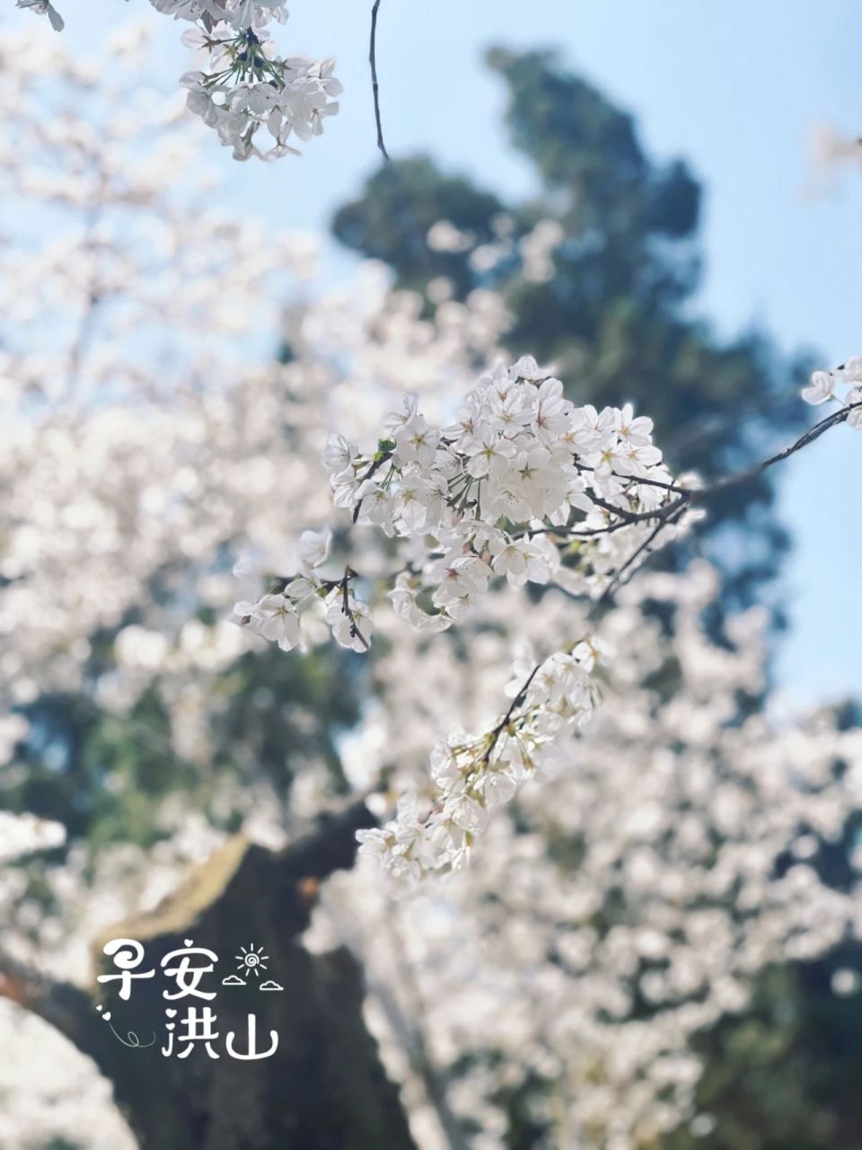 早安洪山武大樱花绽放