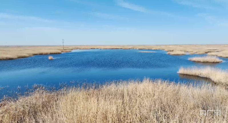 【中央媒体看民勤】甘肃民勤:赤麻鸭群嬉闹青土湖 绘就生态和美新画卷
