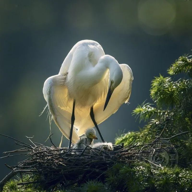 揭晓 | 2024年第六届葡萄牙国际摄影展获奖作品公布