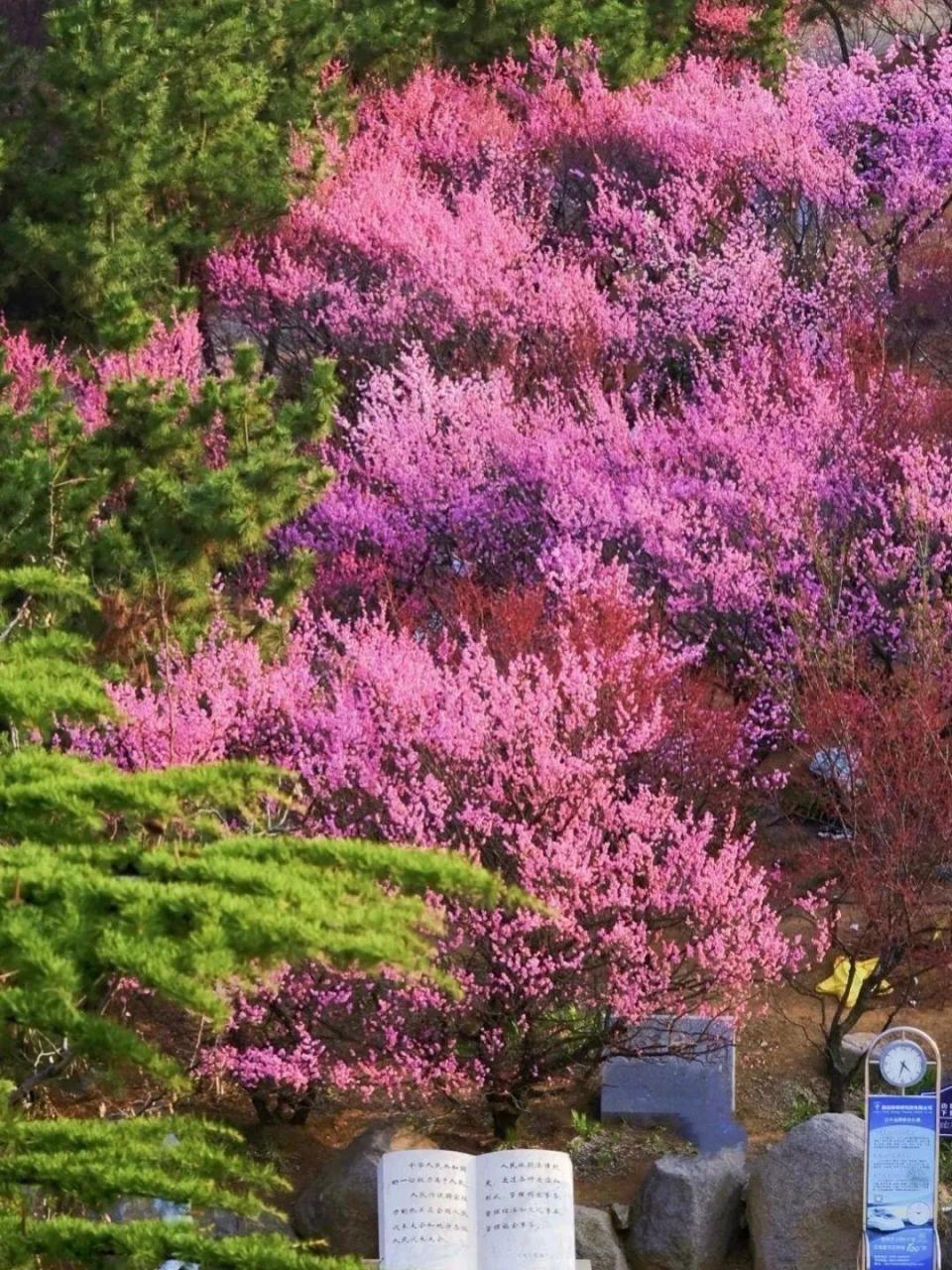 美到屏息刷爆烟台人朋友圈的梅花开好了