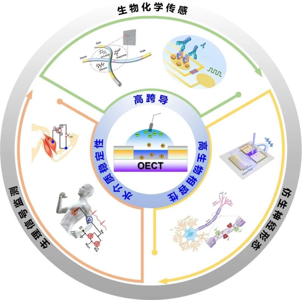 有机电化学晶体管及其在生物电子学领域的应用进展_腾讯新闻