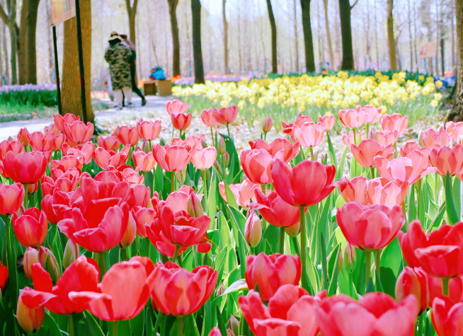 荷花,樱花等各类花卉树木近万棵,成片银杏,无患子,郁金香等达100余亩