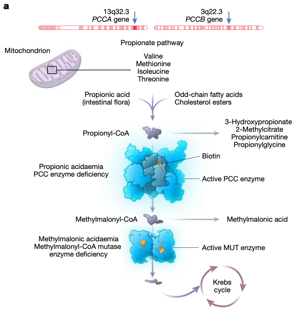 丙酸血症(propionic acidaemia,pa)是一种罕见的遗传疾病,由pcca或