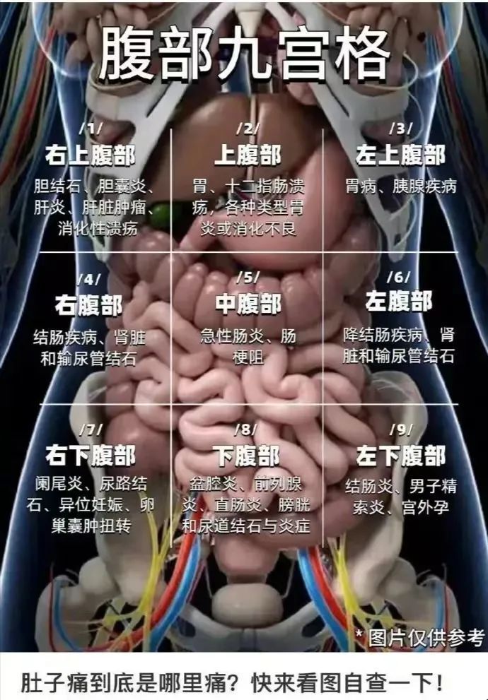 的"腹部九宫格"(1-9区),来看一下分别对应哪些脏器(见下图):4,肚脐眼