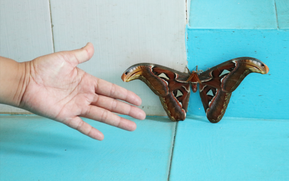 "会飞的蛇头"!云南一诊所惊现神秘"蛇头蛾"