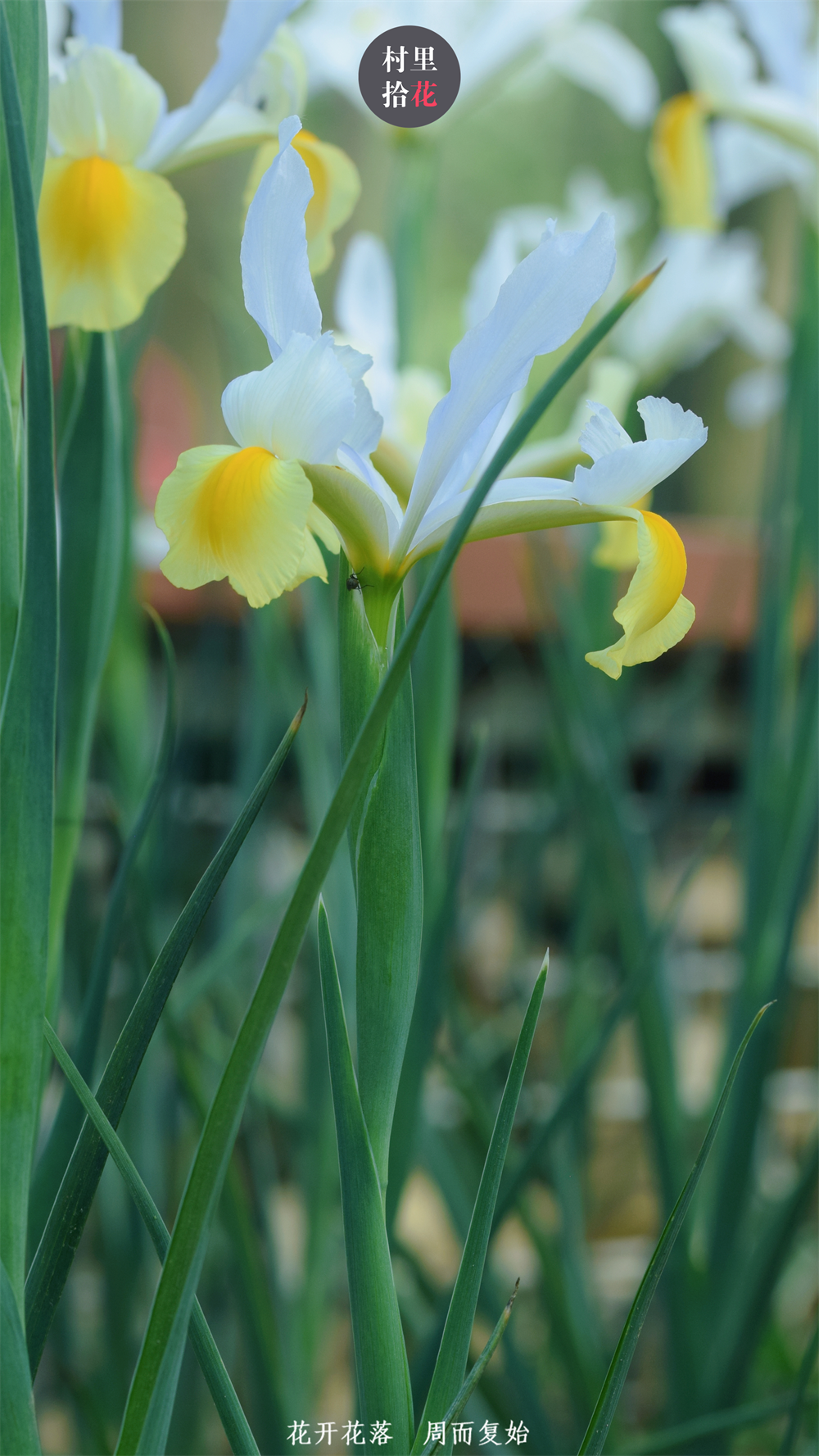 拍都拍了,分享三种不一样的鸢尾花.