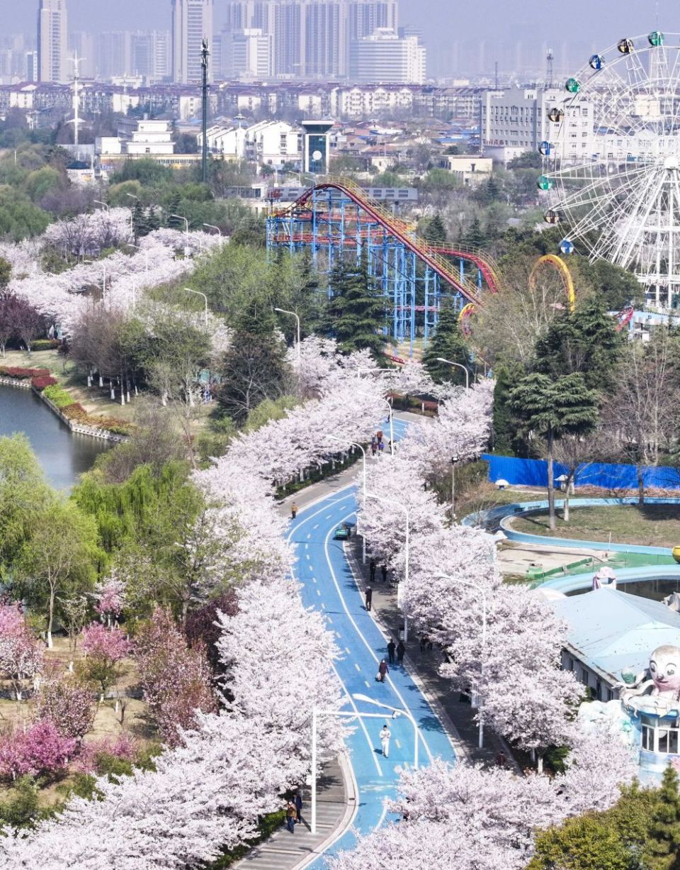 4月1日,游客在江苏省淮安市樱花园赏花游玩(无人机照片)