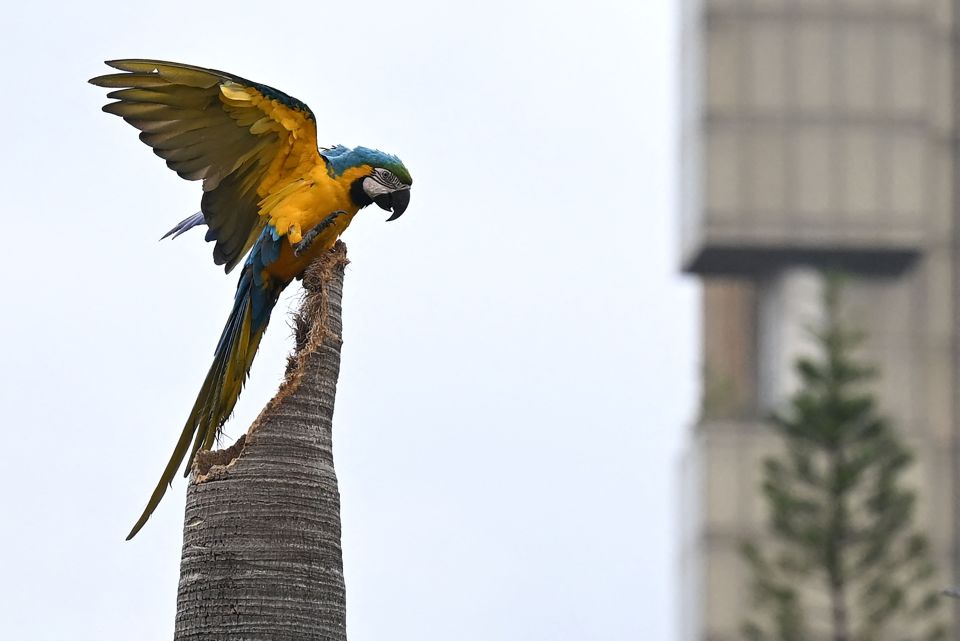 委内瑞拉首都的金刚鹦鹉