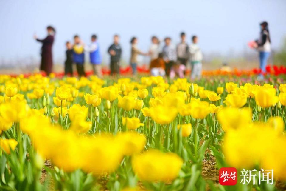 20万株郁金香盛开 灌云伊园春光撩人心醉_腾讯新闻